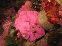 algue coraligène - Speudolithophyllum expansum